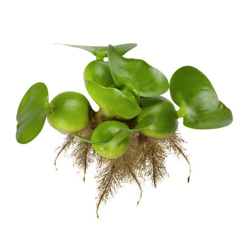 Water hyacinth plant with green leaves and brown roots, isolated on white