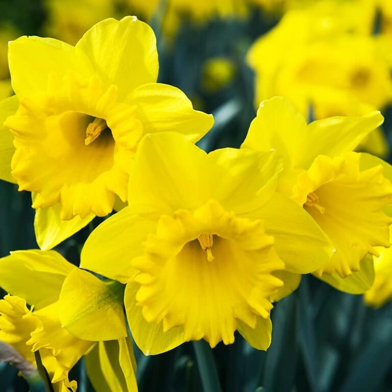 Close-up of bright yellow daffodils in full bloom, with ruffled centers