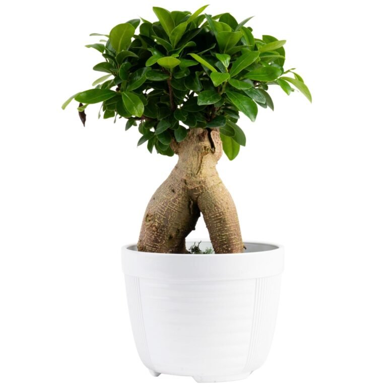Bonsai tree with thick, textured trunk and lush green leaves in white pot