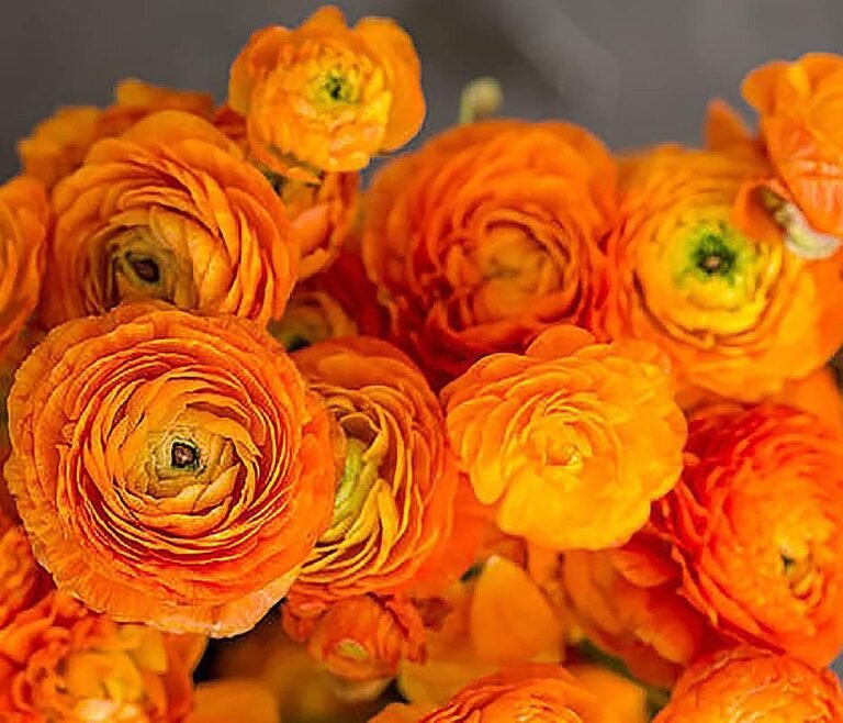 Close-up of a bouquet of vibrant orange ranunculus flowers