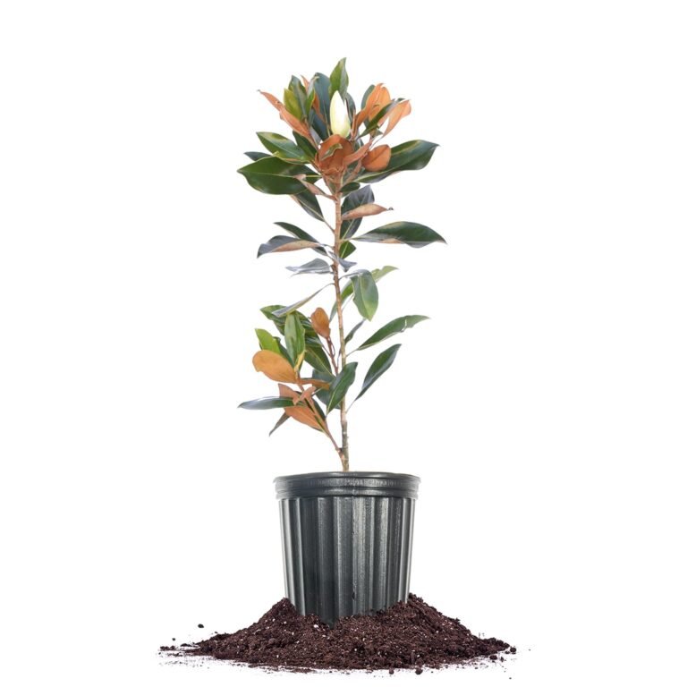 Magnolia tree sapling in a black pot with soil on a white background