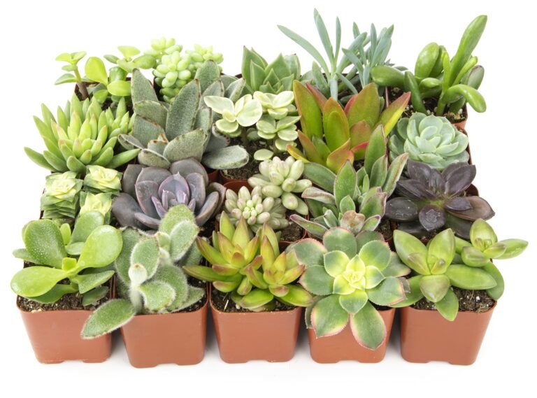 Assortment of potted succulents in various shapes, colors, and textures, on white background