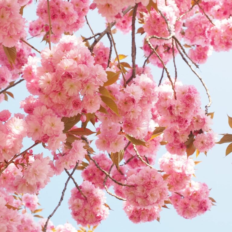 Pink cherry blossom branches against a clear blue sky
