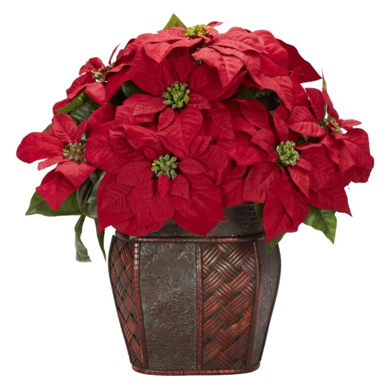 Red poinsettias in a decorative basket, a popular Christmas holiday decoration