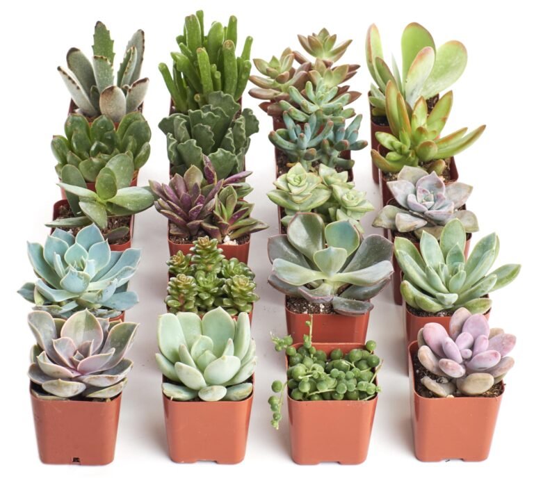 Rows of various potted succulents on a white background