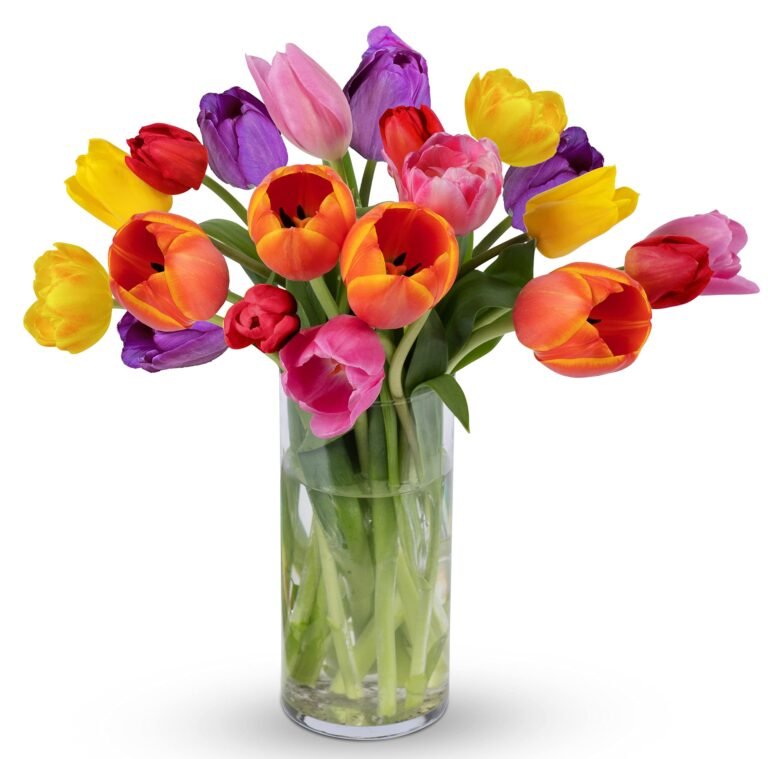 Colorful bouquet of tulips in a clear glass vase, isolated on white background