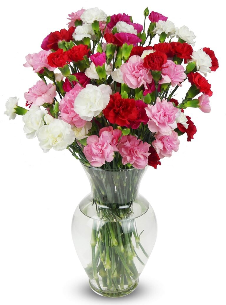Bouquet of red, pink, and white carnations in a clear glass vase