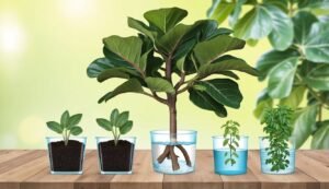Stages of plant growth in glass containers on a wooden surface