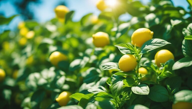 Lemon tree with ripe yellow lemons and green leaves, sunlight shining