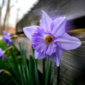 Close-up of a purple daffodil flower with a wooden fence background