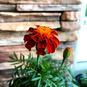Close-up of a vibrant orange and red marigold flower in bloom
