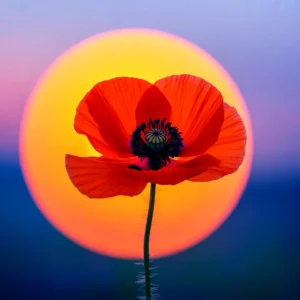 A vibrant red poppy flower silhouetted against a setting sun